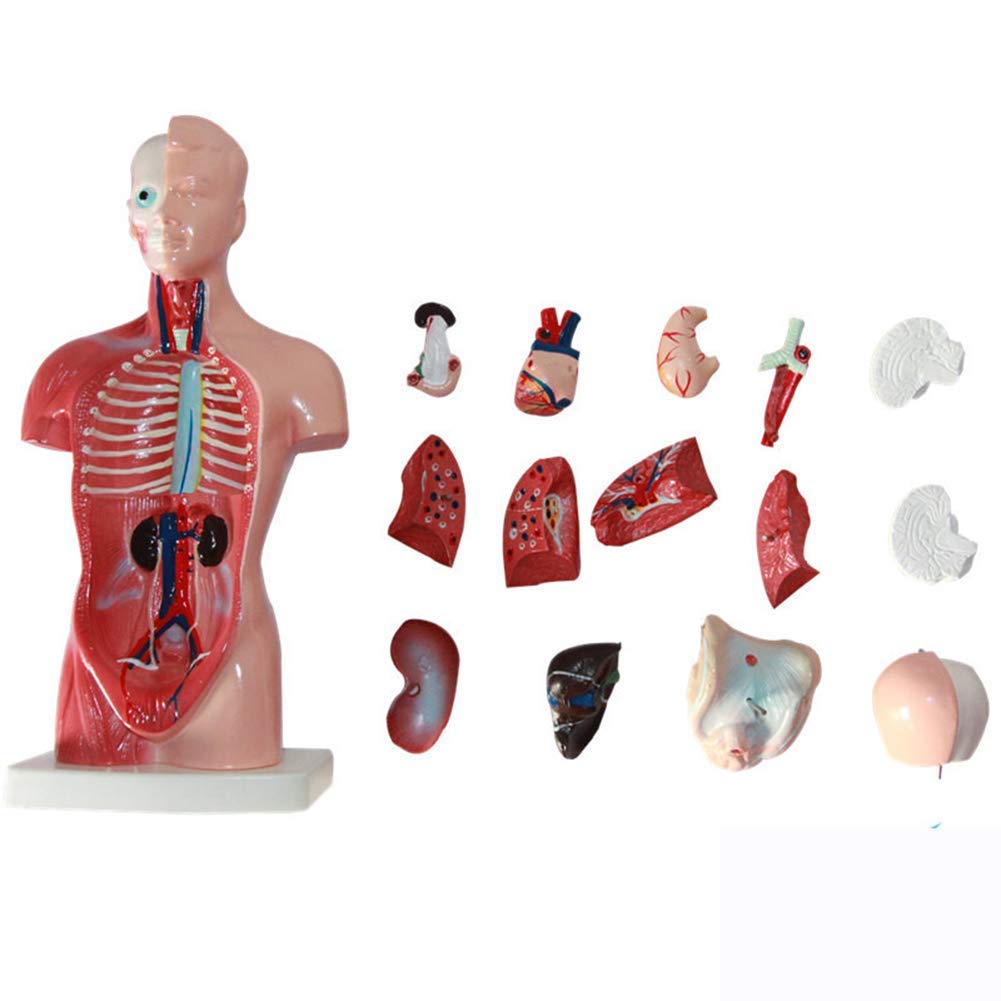 Modelo de Estructura de órganos anatómicos de Torso Humano (11 Pulgadas) - Muestra 15 órganos internos. Seguro de Calidad