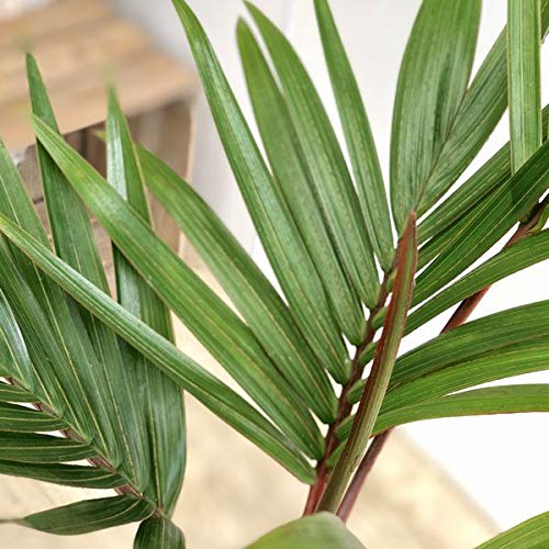 Amazon.co.jp: 観葉植物・希少：トックリヤシ(徳利椰子)*6号 : DIY
