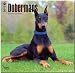 Dobermans 2015 Square 12x12 (Multilingual Edition)