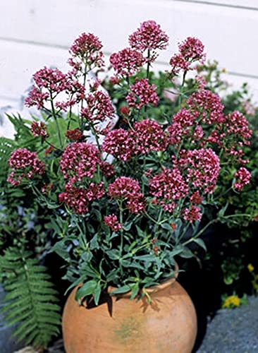 Centranthus Valerian Ruber Rosy Red Perennial Seeds