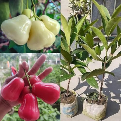LEAF JIBON, Rare Red And White Water Apple Sweet Jamrul JAVA APPLE Fruit Live Plant "Air Layering/Grafted" (1+1 Pack Of-2) COMBO Healthy Tree 1.5/2 Ft Height Hybrid Fruit After 6-10 Month
