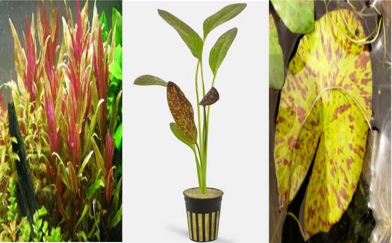 Red Plants Bundle Red Flame Sword Tiger Lotus Bulb Telanthera