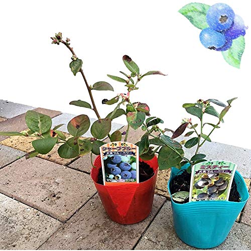 Amazon.co.jp: 実も紅葉も楽しめるブルーベリー【ブルーベリー苗3.5号