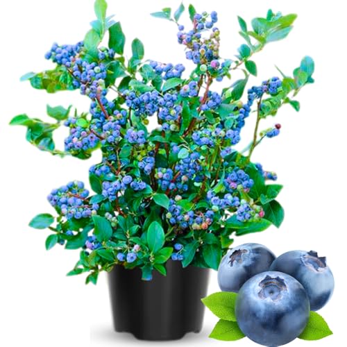 2 Year Old Blueberry Bush Tree Live Plant 1-2Feet Tall in 2 Gallon Pot Blueberries Plants High Yielding Ready to Fruit