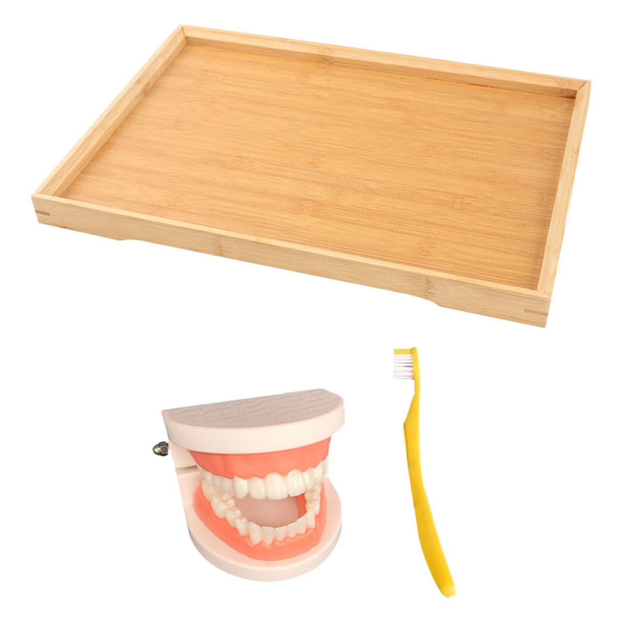 COSMEVIVI Ys for Toddlers Tooth Brushing Teaching Model Kit Deciduous Tooth Model Toy for Boys and Girls Preschool Teaching Tool Learning Toy