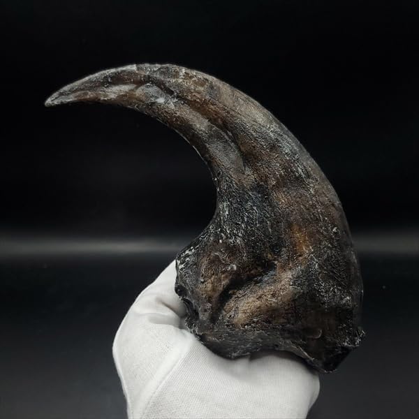 Amazon | 【化石専門店 LOLO】アロサウルス 爪 化石 レプリカ 約163.34