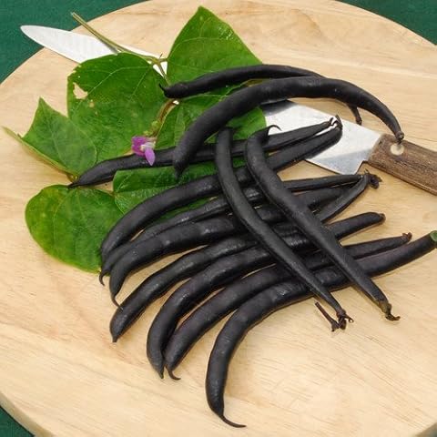 Plant World Seeds Royalty Purple Bean Seeds Cover