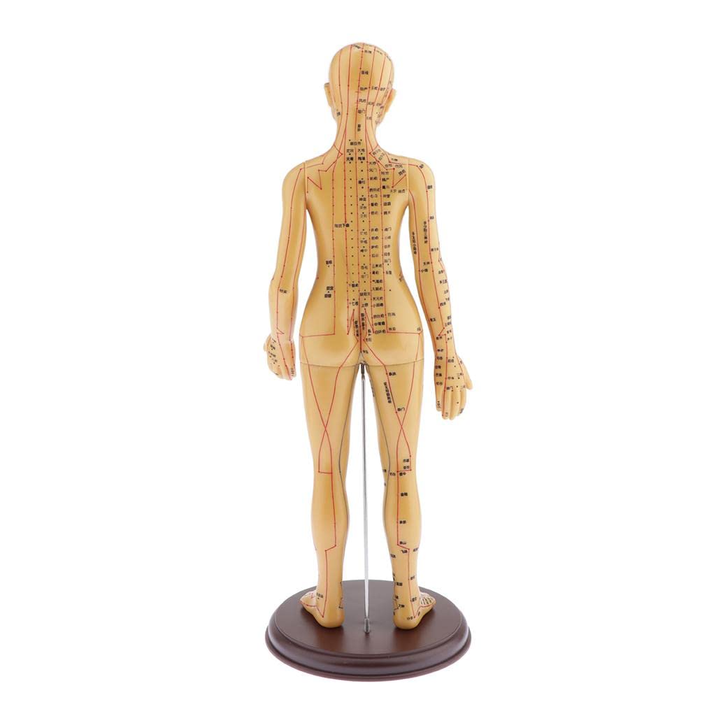 harayaa Akupunkturmodell/Weibliche Anatomische Skulptur, Figur, Statuette, Weiblich, Weich