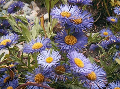 Nuovo Aster, Settembrino MIX, 215 + Seeds!