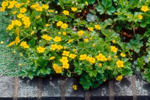 Waldsteinia ternata – 10er-Set – Immergrün, Winterhart, Pflegeleicht...