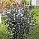 RedCrocus - RedCrocus False Aralia- Indoor Houseplant with Glossy Fern-Like Foliage, Tropical Decorative Plant, Pet Warning 6" Pot
