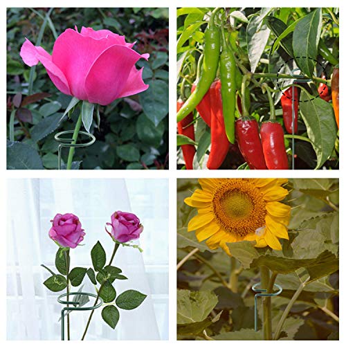 HiGift 10 Pack 36 Inch Plant Support Stake for Tall Plant, Garden Single Stem Flower Support Stake Indoor Plant Cage Support Ring for Peony, Orchid, Lily, Rose - Thumbnail 5