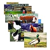 Stages Learning Farm Animal Posters Real Photo Classroom Decorations for Preschool Bulletin Boards & Circle Time 10 Large Picture Cards
