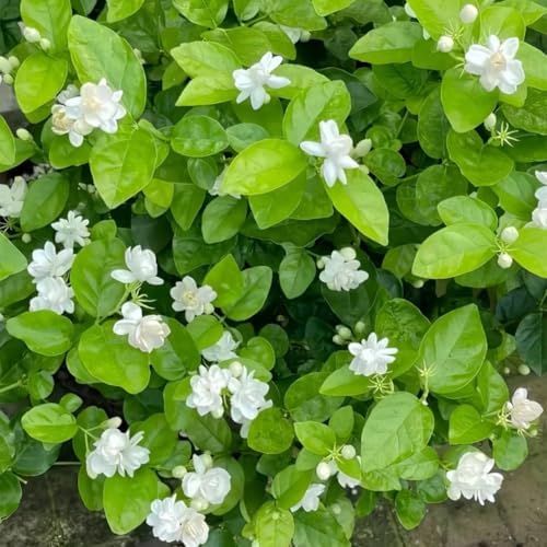 Jasmine Flower Seeds Fragrant Plant for Home Garden, Balcony, Trellis, Fence, Vertical Garden Decor, Silver Jasmine Garden Flower Non-GMO, 200pcs