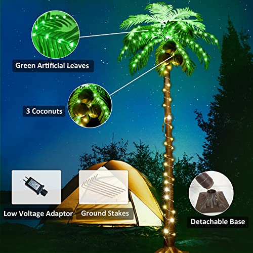Reviews y listado de Palmera coco plumoso precio disponible en línea para comprar. 5 Imagen adicional