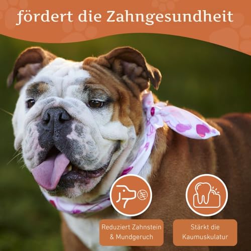 Wildfang® Kauwurzel aus Baumheide für Hunde, Größe M - Natürliches Kauspielzeug Hund, splitterfreies Hundespielzeug zur Zahnpflege Hund & Welpenspielzeug (für Hunde 15–25 kg), 1 Stück