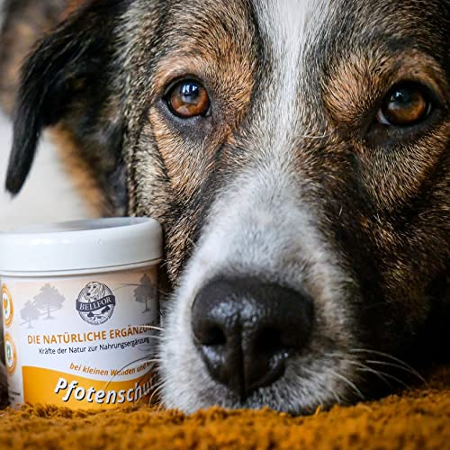 Bellfor Natürliche Salbe für Pfotenschutz Hunde Calendula, Kokosfett & Insektenfett – Natürlicher Schutz gegen Schnee, EIS & Streusalz - Antibakteriell und Pflegend - 100 ml.