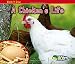A Chicken's Life (Watch It Grow)
