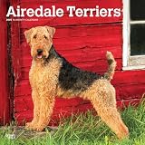 Airedale Terriers | 2025 12 x 24 Inch Monthly Square Wall Calendar | BrownTrout | Animal Dog Breeds