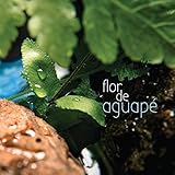  Flor de Aguapé