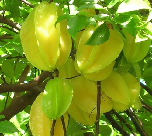 100pcs Yellow Star Fruit Seeds