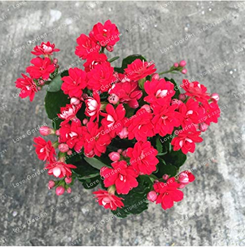 Seeds. 50 PCS Winter Pot Kalanchoe Bonsai Longevity Flower Plants in Vase Plant Seasons Flower Plants Garden Plants: 4