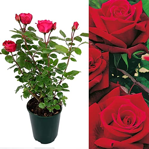 Carbeth Plants - Rose Bush Deep Secret - Floribunda Red Rose Bush for The Garden in a 3Litre Pot (1)