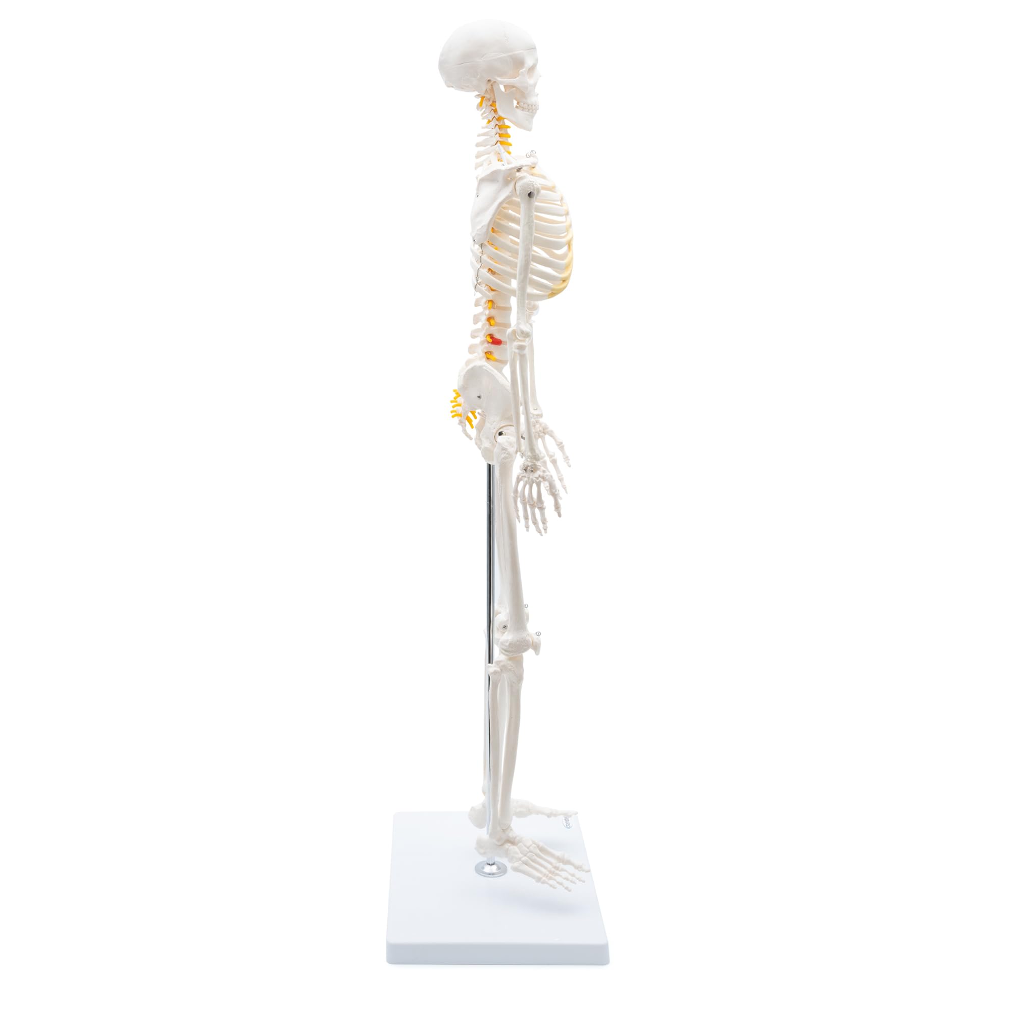 Cranstein A-130 Mini Skelett 85cm mit Spinalnerven | Kleines Skelett Anatomie Modell | für Studenten bzw Medizin Studium | als Geschenk
