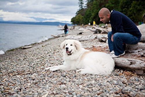 Petsafe Big Dog Remote Training Collar For Medium And Large Dogs Over 40 Lb. With Tone And Static Stimulation, Waterproof, Up To 100 Yards Of Range, Electronic K-9 E-Collar #TOP2