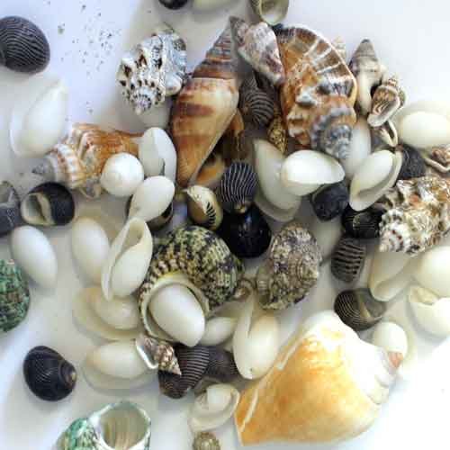 Preisvergleich Produktbild Deko Muschel-Mix, 100g