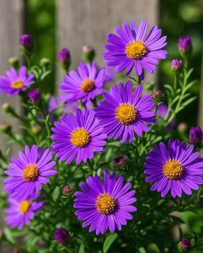 Perennial Farm Aster D. 'Wood's Purple' – Live Perennial in #1 Container, Pale Violet Daisy-Like Blooms, Compact & Hardy, Pollinator Friendly, Long Blooming, Great for Borders & Fall Gardens