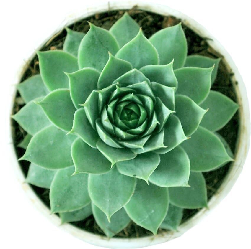 Image of live plants (LAXMI KAMAL PACK OF 2)