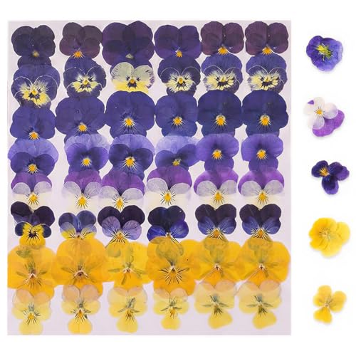 Luxorium 48 pièces Fleurs séchées Naturelles pressées – mélange de Violette Tricolore décorative – DIY, Loisirs créatifs, décoration