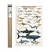 Dangerous Sharks of the World Poster Print, 24x36