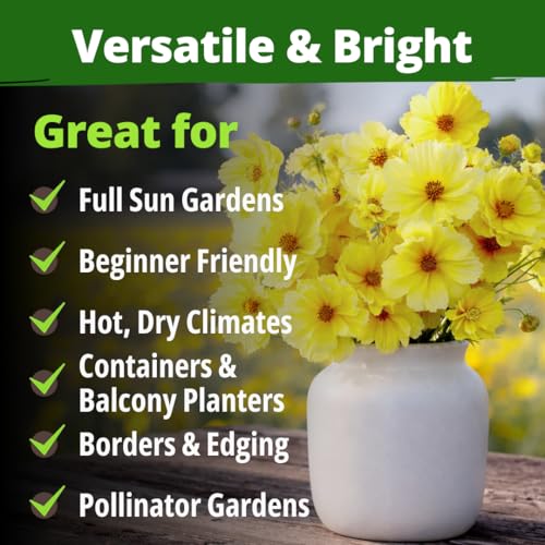 Image of HOME GROWN Cosmos 'Dwarf Lemon' Seeds - 300 Dwarf Cosmos Flower Seeds for Planting, Compact Yellow Blooms, Heat Tolerant Annual for Outdoor Gardens (.2g) - Cosmos sulphureus 'Dwarf Lemon'
