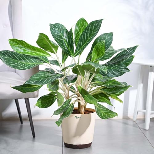 UGAOO Aglaonema Stripes Plant (XL)