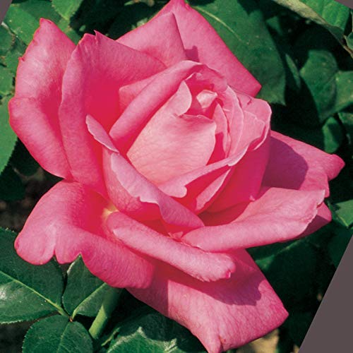 SPRING HILL NURSERIES - Perfume Delight Hybrid Tea Bare Root Rose - A fragarent Must Have for Any Rose Lover's Garden - Includes one Bare Root Rose per Offer