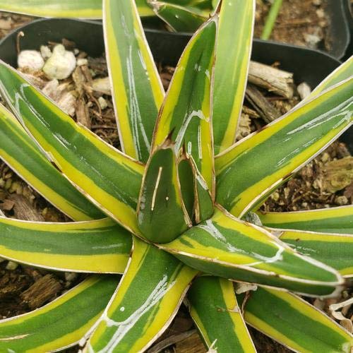 Agave Victoria Reginae Variegata Cacti Cactus Succulent Real Live Plant #TOP7