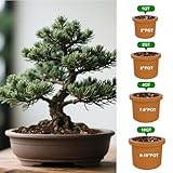 GOTVUGE Premium Bonsai Soil Mix with Enhanced Aeration & Drainage - Professional Grade Potting Soil for Bonsai (1L) - Image 7