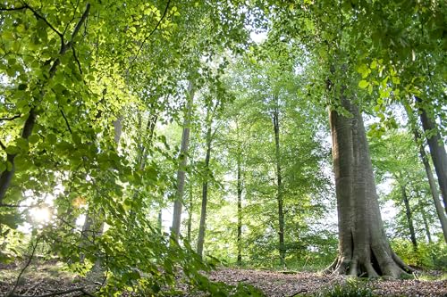 Erst-Holz Buchstaben Buche Echtholz Deko Moin Schriftzug Holzbuchstaben 40.11-14