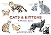 Cats & Kittens. A Memory Game