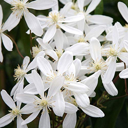 GardenersDream Clematis Armandii - Immergrüne Kletterpflanzen Winterhart - Duftende Clematis...