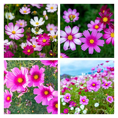 Cosmea Samen Gartendeko FüR DraußEn Blumen Deko Wildblumensamen...