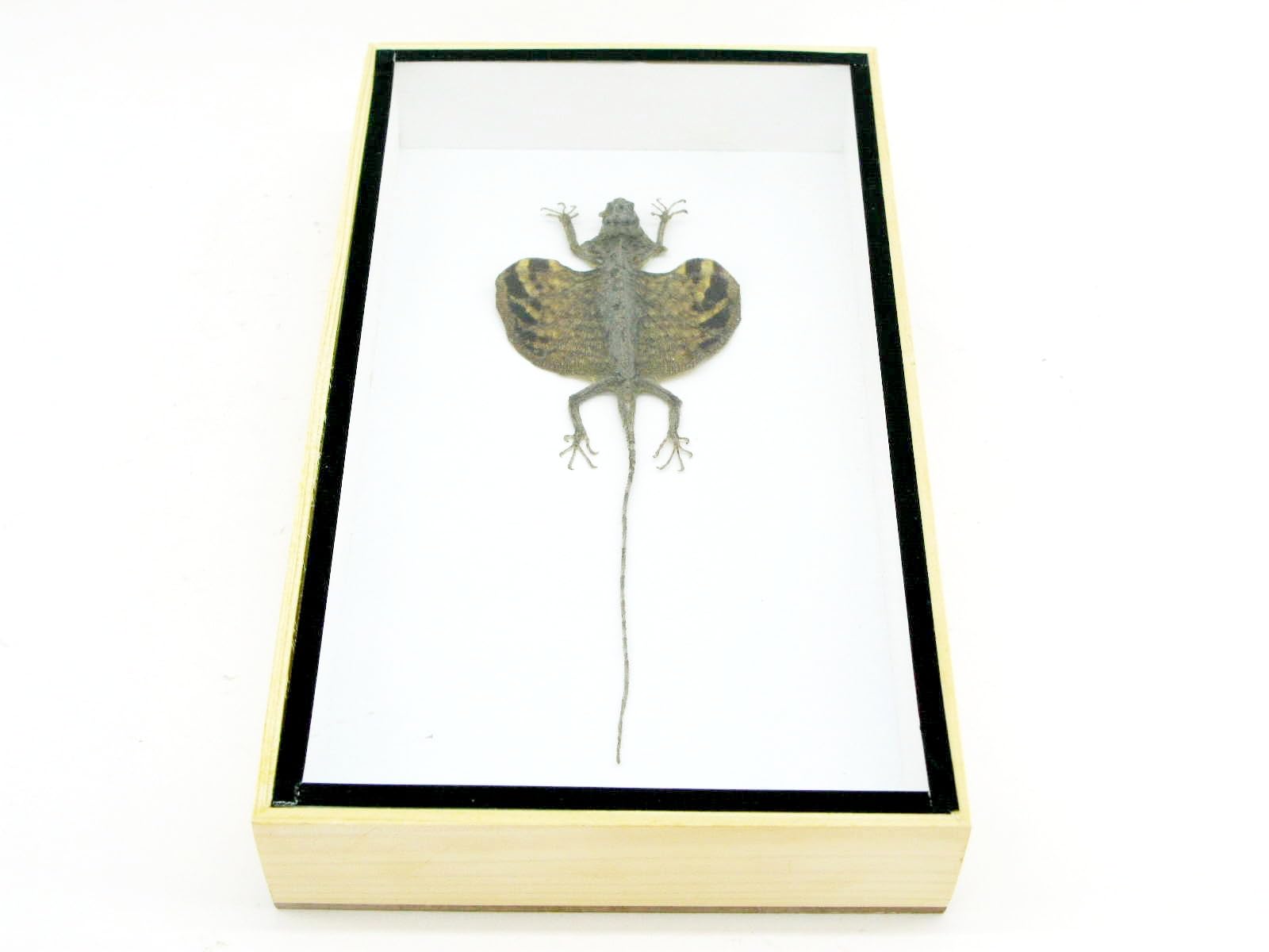 EIN Kleiner echter Fliegender Drache. Sehr selten. Iim 3D Schaukasten aus Holz. - Insekten - Taxidermie (Fliegender Drache)