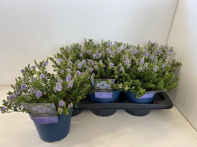 Hebe - Shrubby Perennial - 12cm Ready to Plant Out. (1, Blue)
