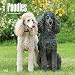Poodles 2017 Square (Multilingual Edition)