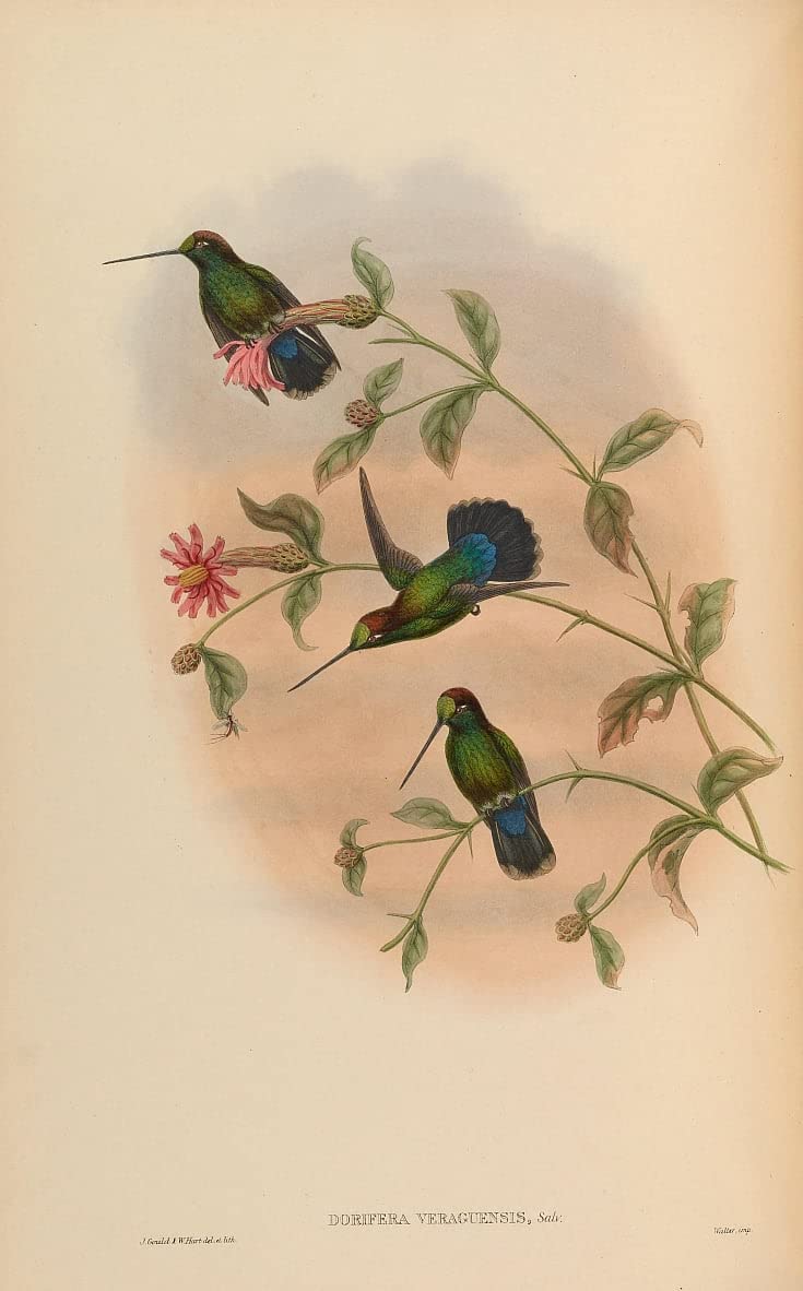 Pintura sobre lienzo SERENDIPITP de colibrí clásico para transformar paredes, 60x90cm 5