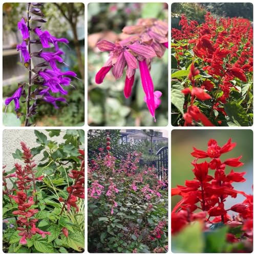 Semi di salvia antincendio, rare Salvia splendens varietà antiche biologici da giardino perenni semi di campo perenni 300pcs