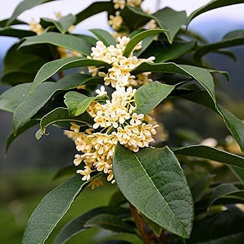 Miniatura 3 de Arbusto de oliva de té fragante  2 plantas extra grandes de 3 galones  Espécimen floreciente de Osmanthus Fragrans