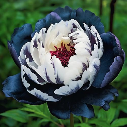 Rizomi Peonia Resistenti & Perenni - Piantagioni Rari per Giardino, Elegante Arbusto Peonia, Rizomi da giardino resistenti e robusti-d-1 rizoma